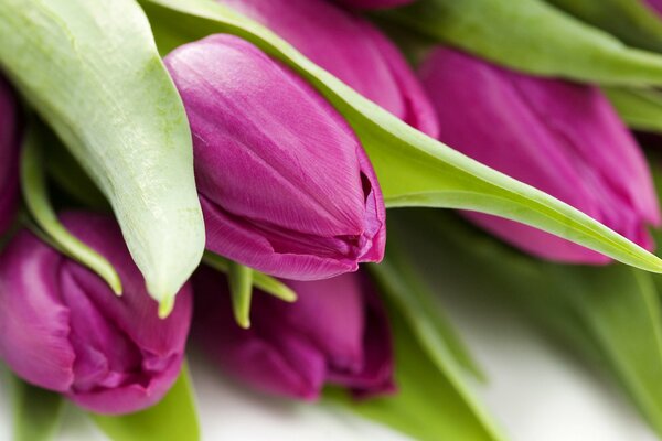 Macro photography of pink tulips