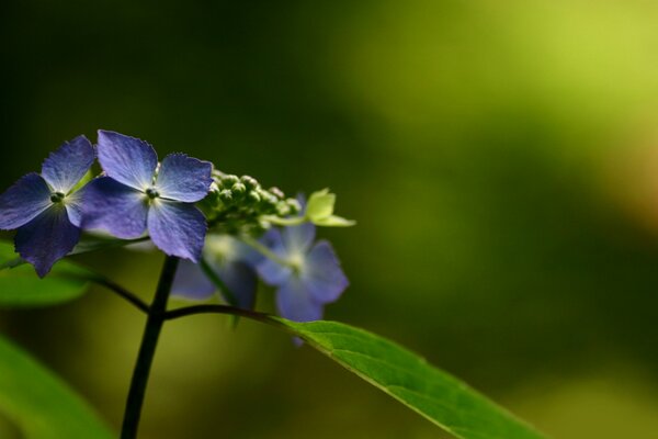 Foto macro di bellissimi fiori blu