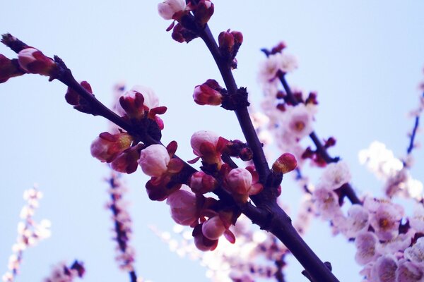 Macro shooting of sakura branches