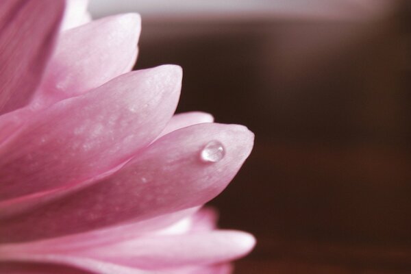 A drop of water on a rose petal