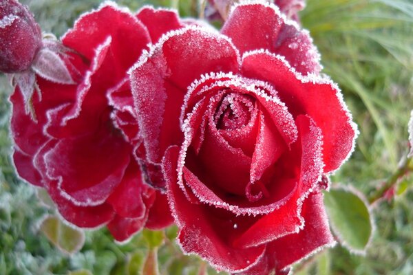 Red roses with frost on the edges of the petals