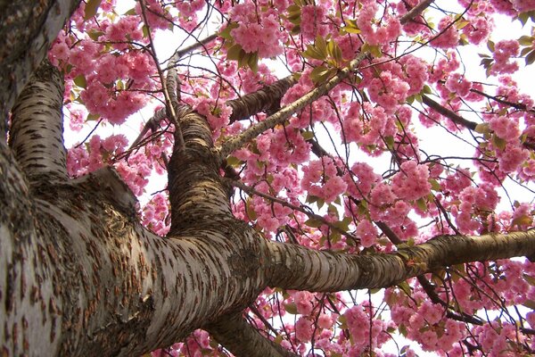 Spring flowering of Japanese sakura