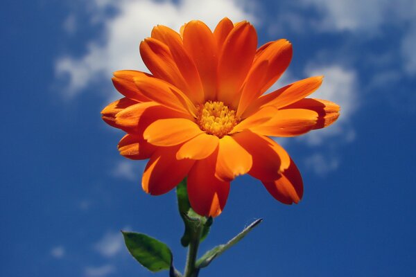 Fiore arancione e cielo