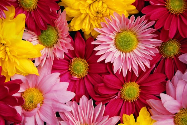 Blumenstrauß aus hellen, bunten Chrysanthemen