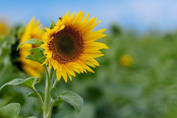 A green field with a bright sunflower