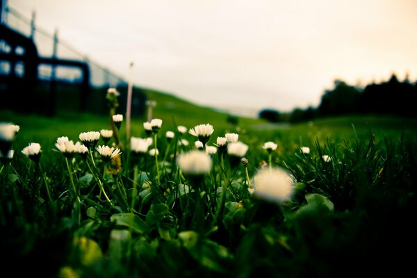 Fleurs blanches sur la pelouse