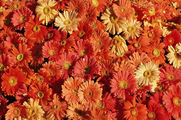 Floral carpet of sunny chrysanthemums