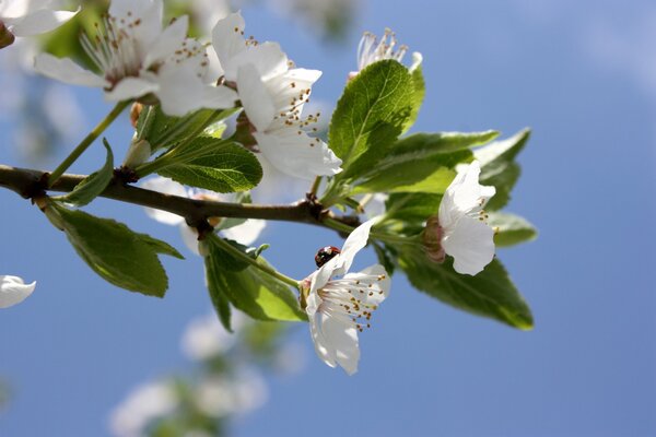 Una rama de cerezo en flor contra el cielo