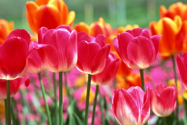 Tulipani fioriti multicolori in primavera