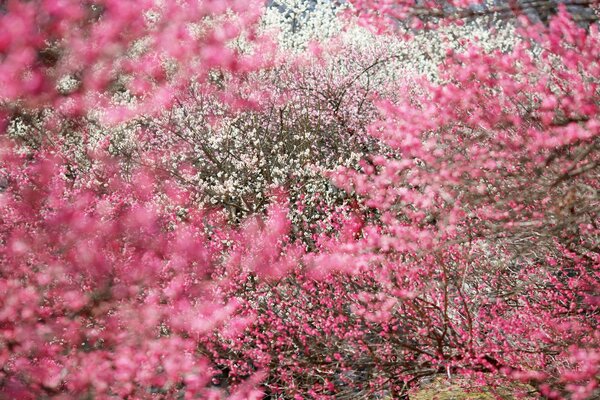 Japońska Sakura w rozkwicie