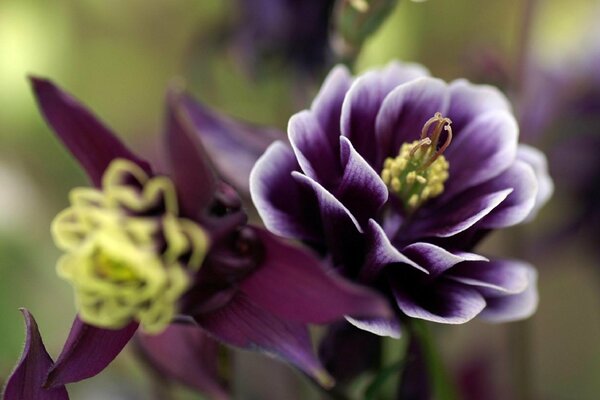 Piękny kwiat z fioletowymi płatkami