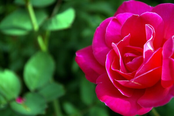 Macro disparo de una rosa en el fondo de la naturaleza