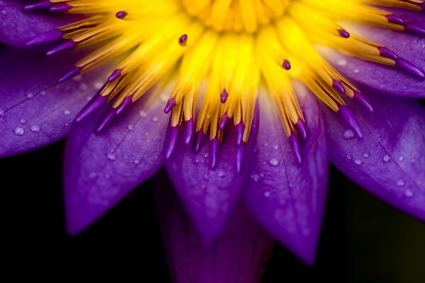 Macro photography of an unusual yellow-purple flower