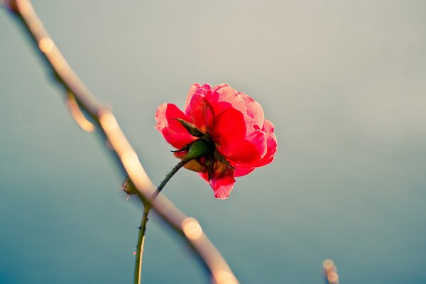 Piękna czerwona Samotna róża