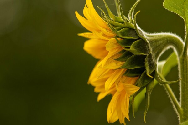 Gelbe Sonnenblumen in Makroaufnahmen