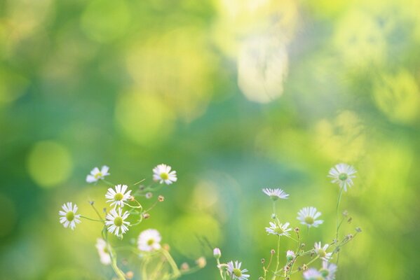 Margherite e fiori adornano la natura