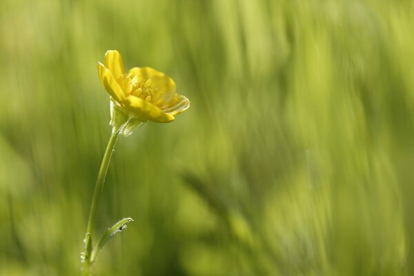 Macro shooting of one yellow flower in a clearing