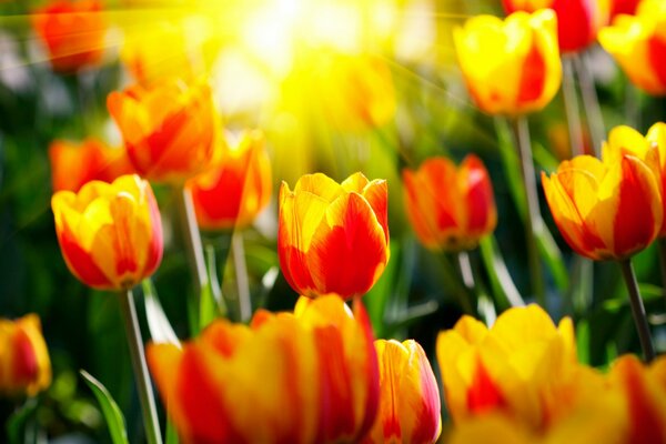 Rot-gelbe Tulpen im Sonnenlicht