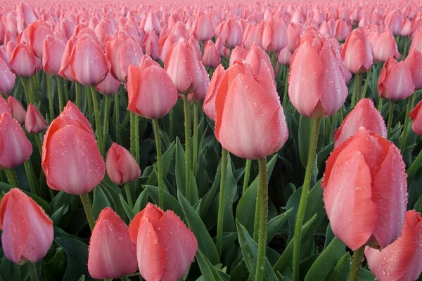 Feld von rosa Tulpen nach dem Regen