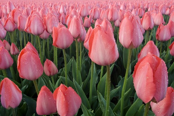 Campo de tulipanes rosados después de la lluvia
