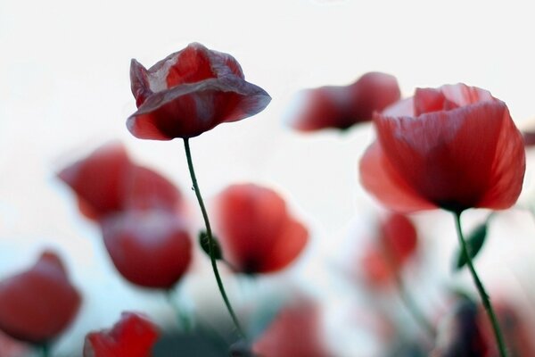 Hermosa floración de amapolas rojas . Foto de la naturaleza