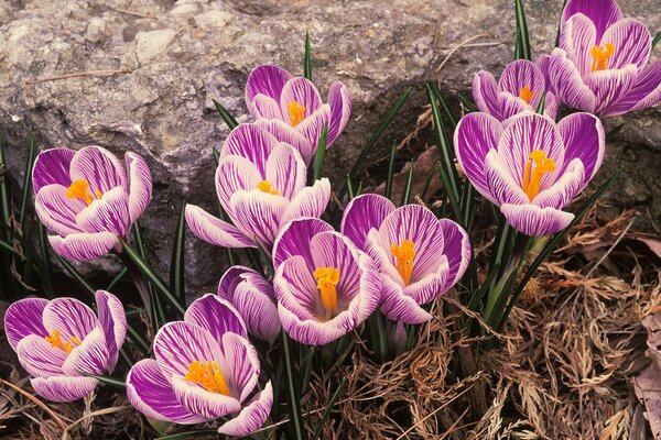 Primaveras de primavera. Azafrán rosa