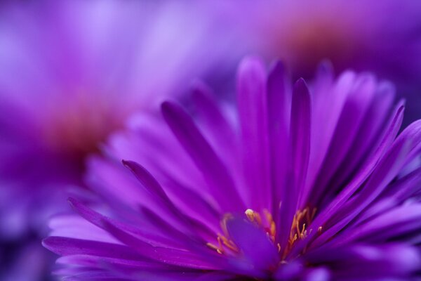 Purple narrow petals of wildflowers