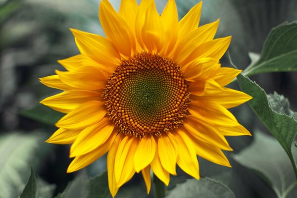 Sunflower close-up, one