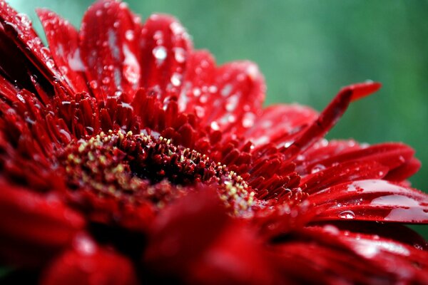 Drops on the petals of a red flower