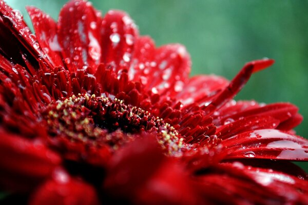 Gouttes sur les pétales d une fleur rouge