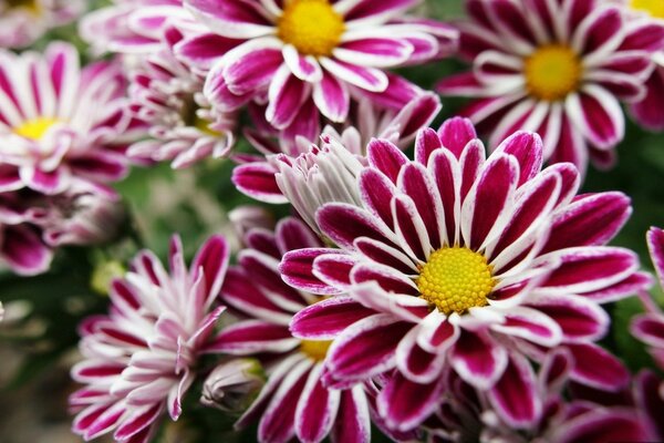 Die Blumen sind lila gelb auf dem Feld