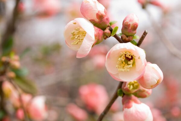 Spring flowering of a tree in the sunlight