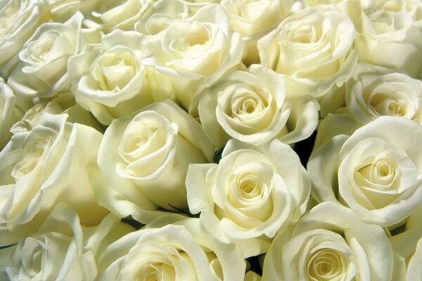 Bouquet of white delicate roses