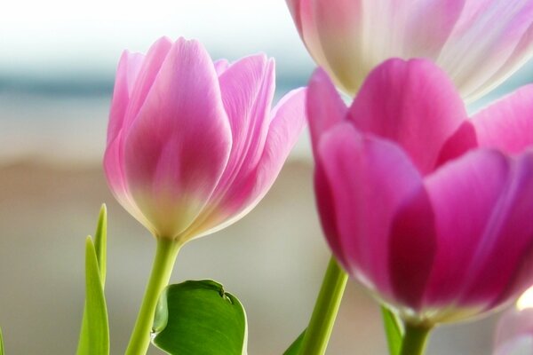 Pink tulips close-up