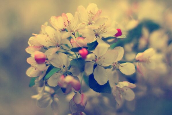 Photo processing. Apple blossom in macro photography