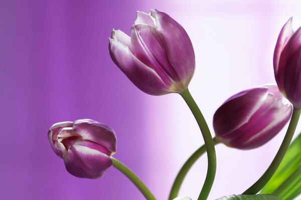 Delicate tulips on a lilac background