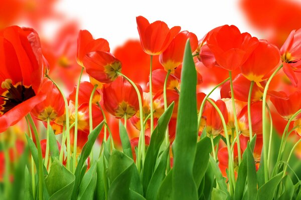 Czerwone tulipany na polach