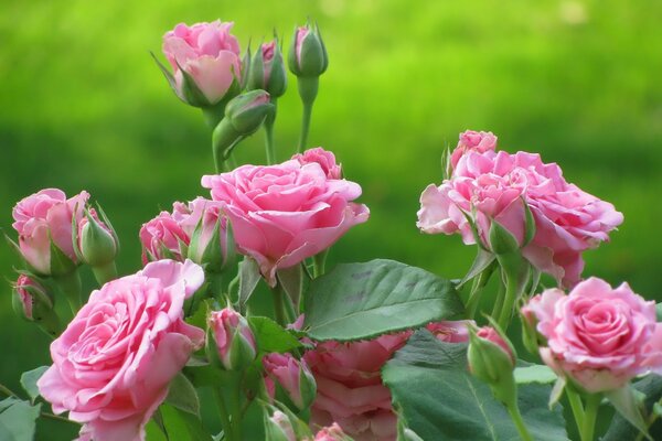 Rose bush on a green background