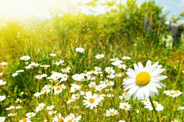 Photo de champ de marguerites macro