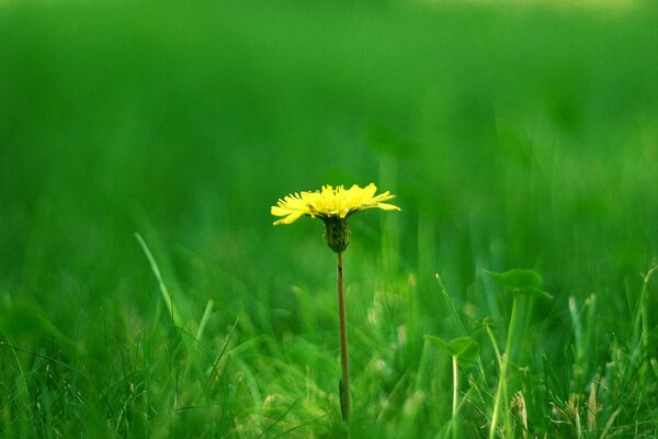 Photo of a lonely dandelion cut greens