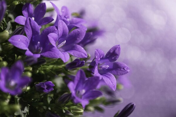 Cloches lilas avec rosée du matin