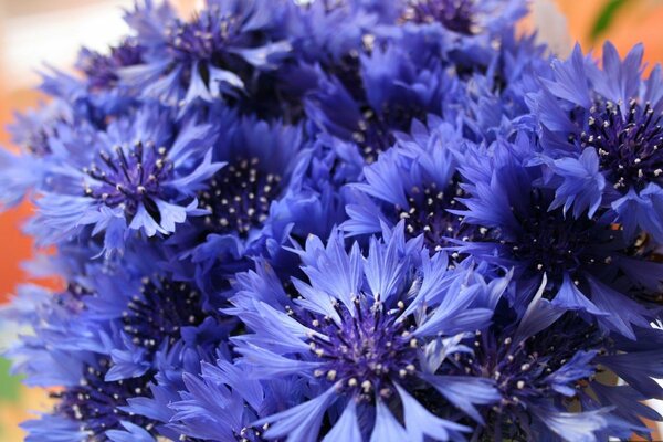 Bouquet de bleuets doux des champs
