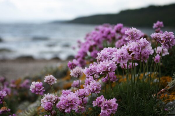 Flores Rosadas florecen en la orilla del mar