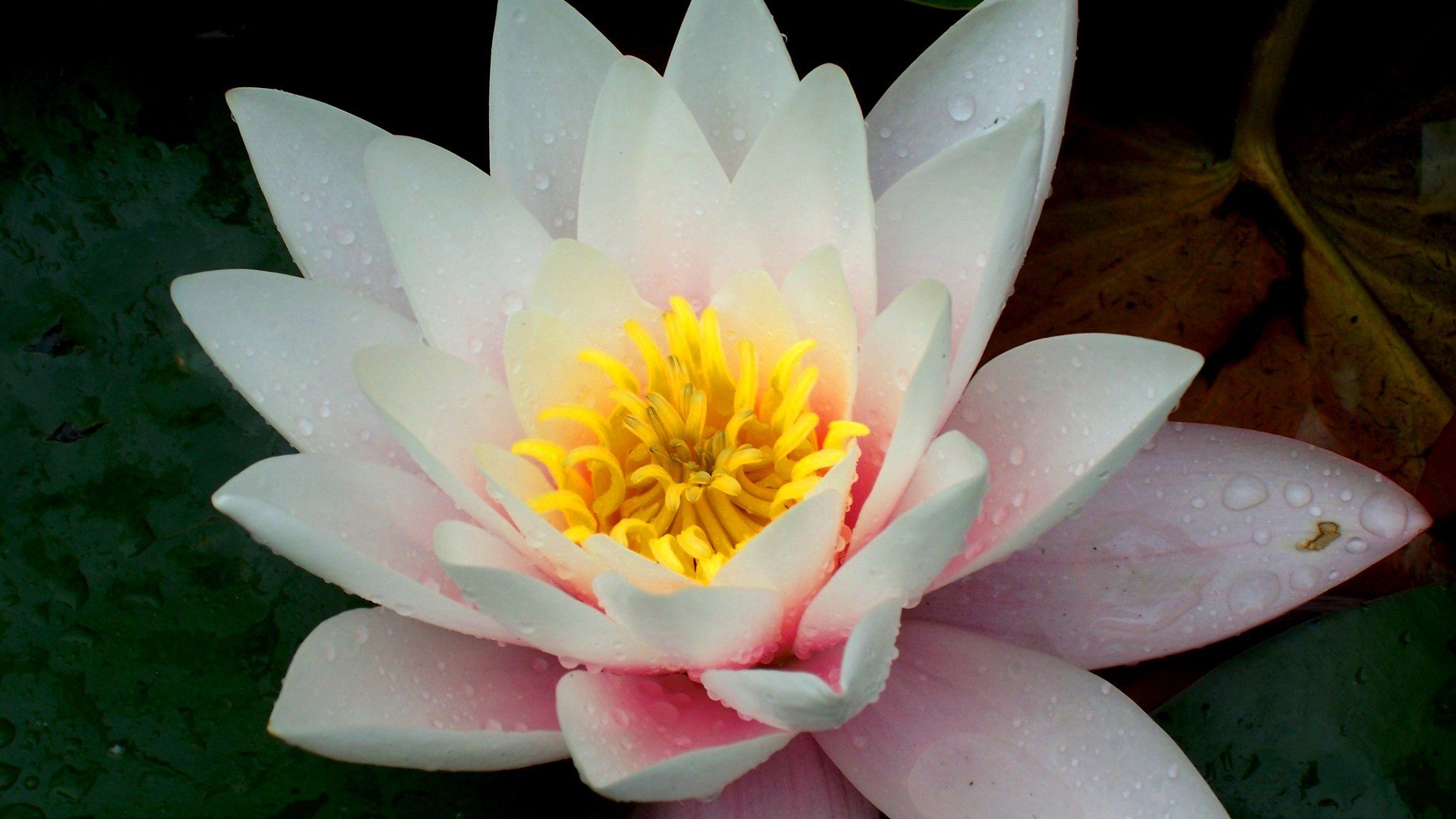 lily flower close up beauty