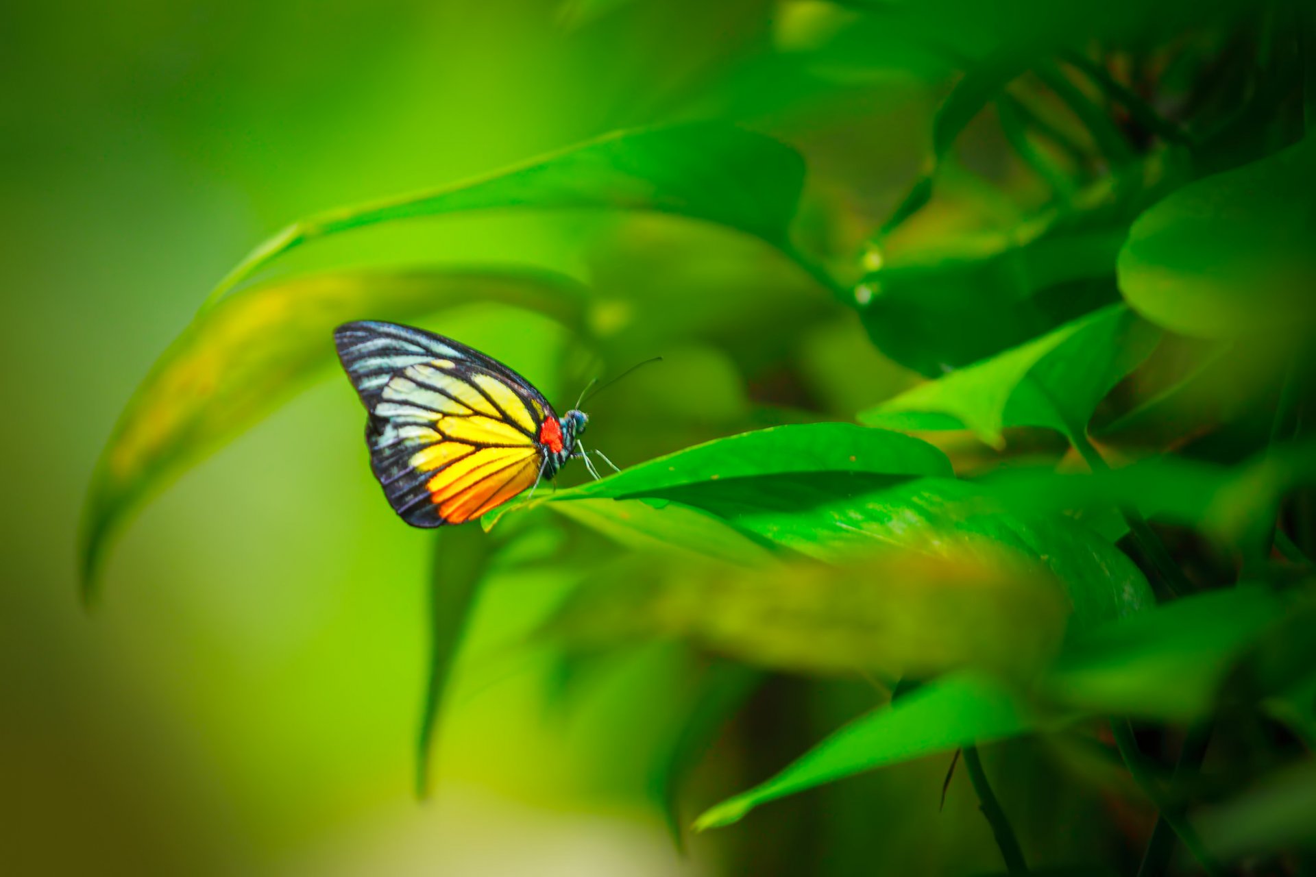 insekt schmetterling flügel muster pflanze blätter