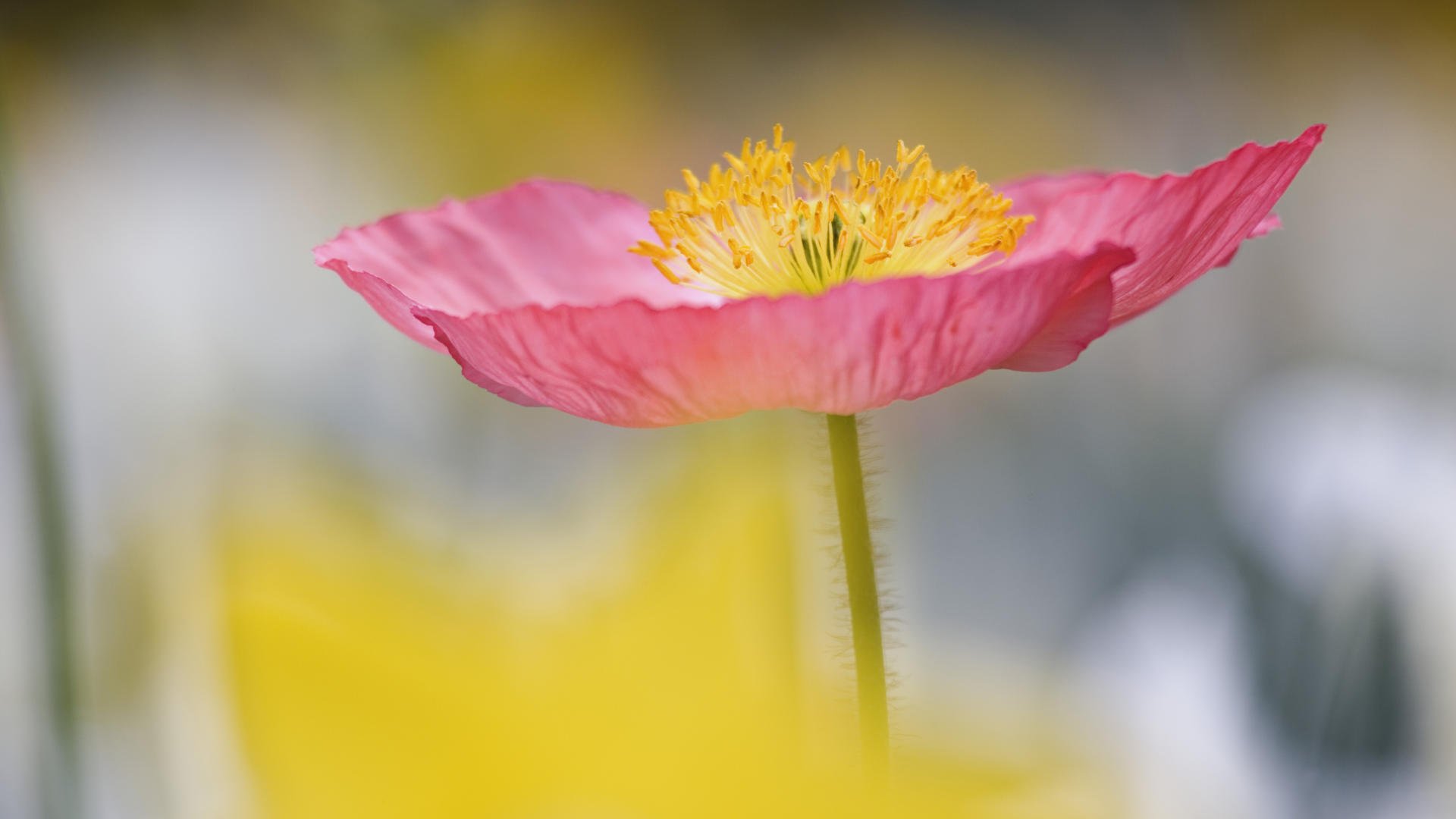 flor tallo pétalos papel pintado estambres