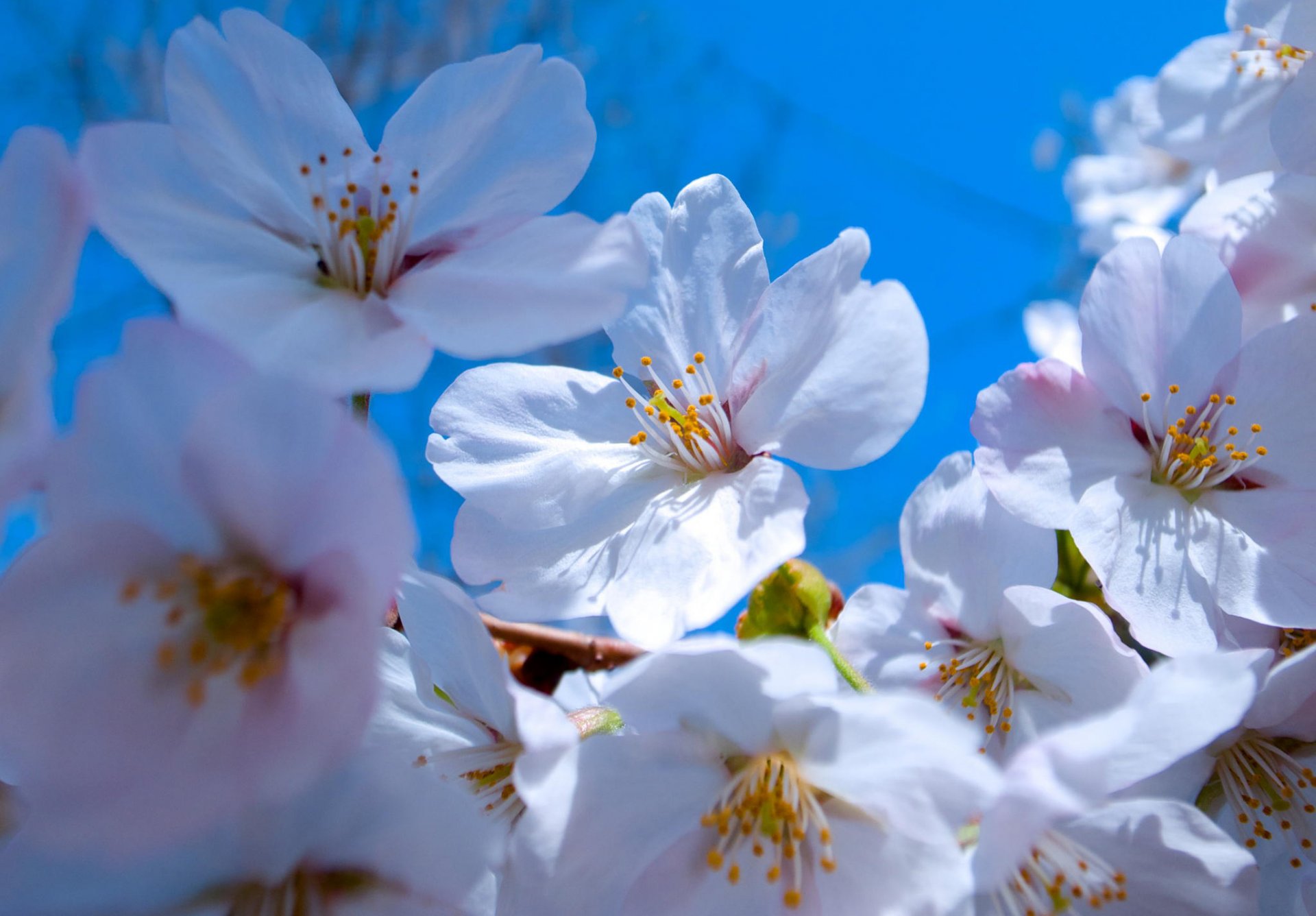 fiori primavera petali giardino