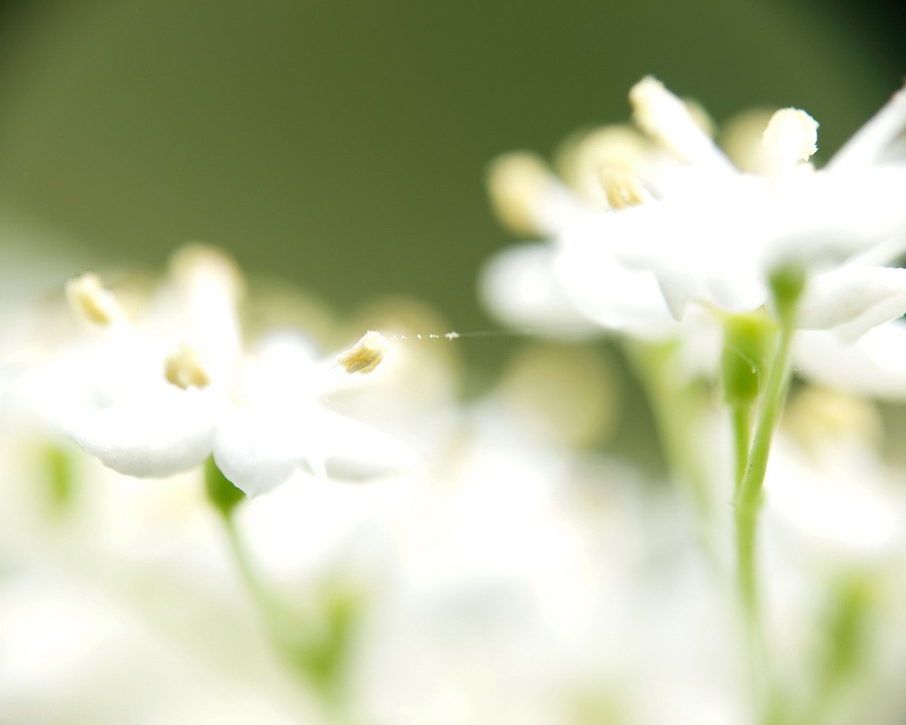 blanco verde pétalos