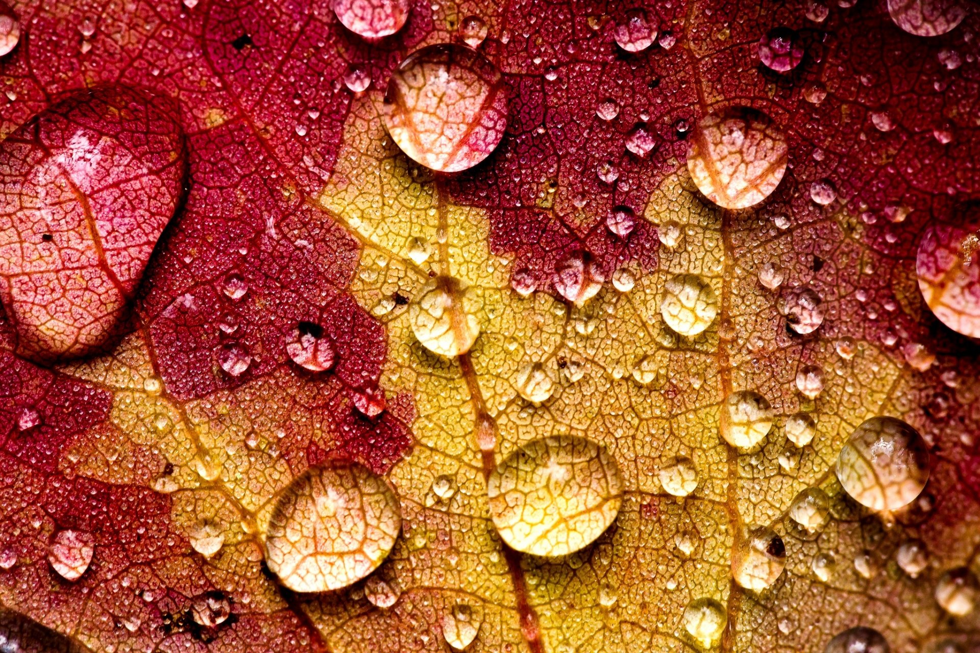 hoja amarillo burdeos rayas gotas agua otoño macro naturaleza