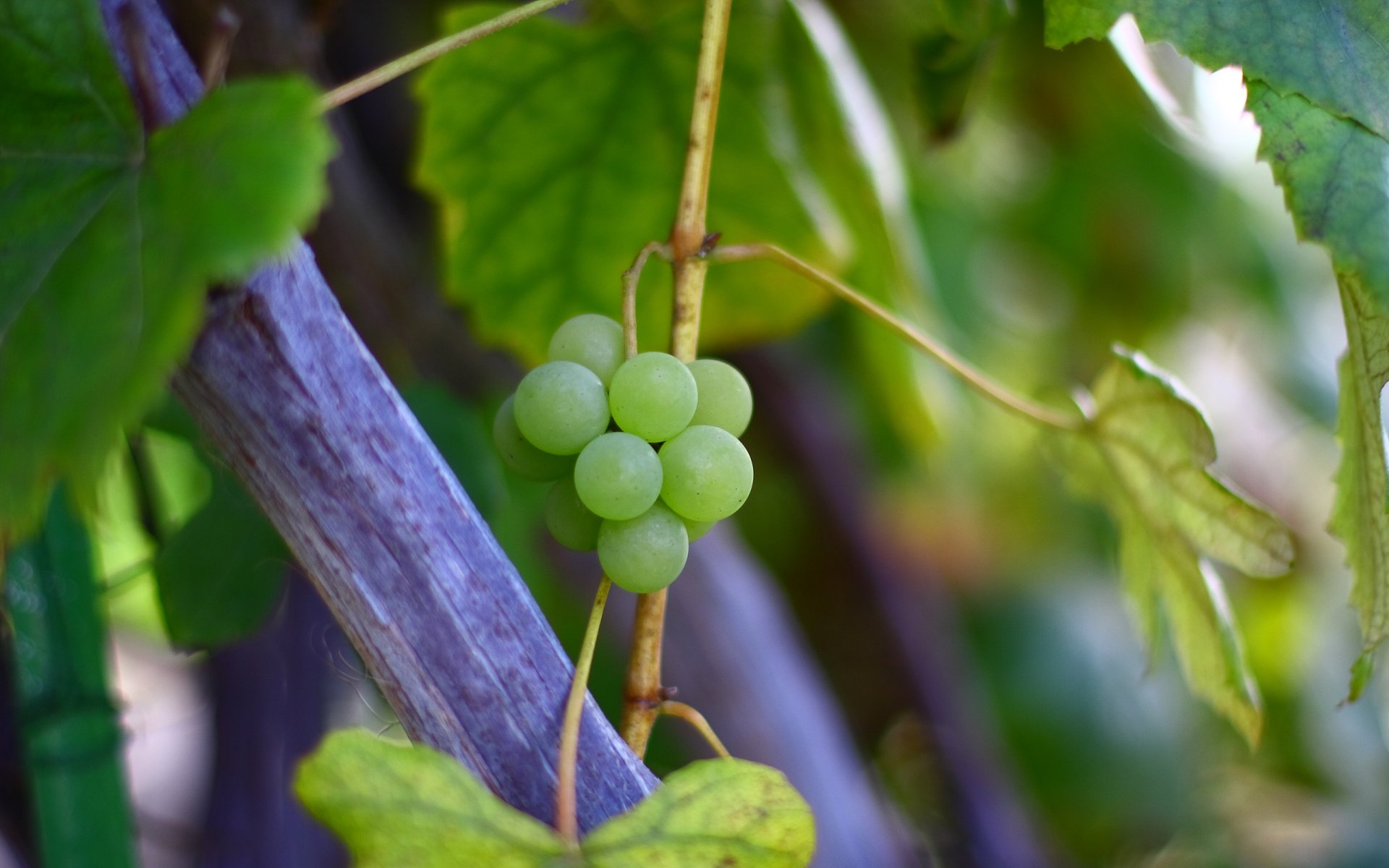 trauben rebe blätter herbst makro zweig busch grün natur